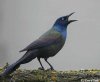 common_grackle.jpg