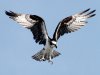 osprey_652_600x450.jpg