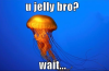 jelly.png