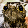 owlwtf.png