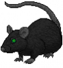 rat.png