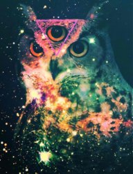 The Owl