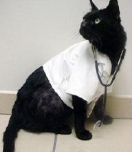 Doctor Cat