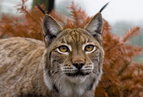 Lynx