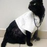 Doctor Cat